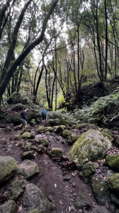 Ein Blick in den Dschungel von La Palma